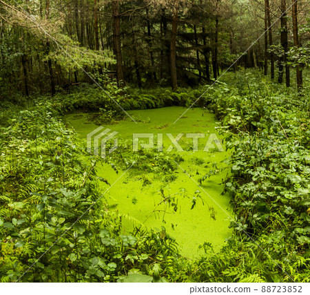 small lake in the forest 88723852