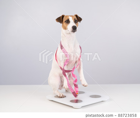 Dog jack russell terrier stands on a scale with a measuring tape. Dog jack russell terrier stands on a scale with a measuring tape. 88723858