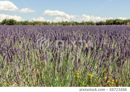 Invasive species with yellow flowers Creeping Buttercup Latin Ranunculus Repens 88723886