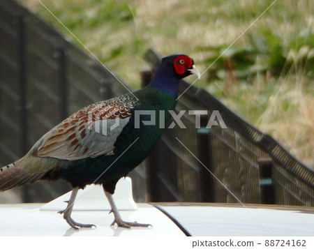 一隻公雉雞在車頂上行走 88724162
