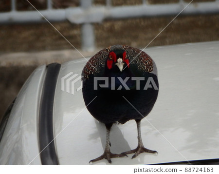 Front view of a male pheasant on the roof of a car 88724163