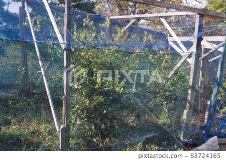 Scenery of the Kabe silk moth moth breeding facility Scenery of the Kabe silk moth moth breeding facility 88724165