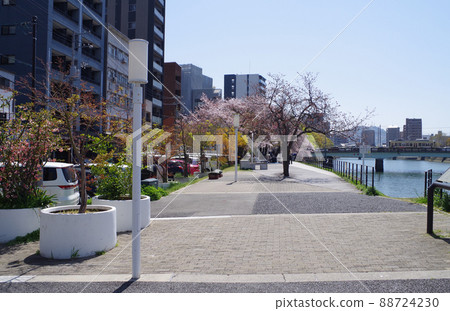 View of the cherry blossoms blooming Enkogawa river bank park 88724230