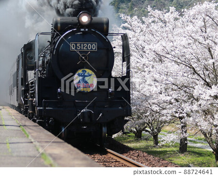 SL Yamaguchi and Sakura in full bloom 1 88724641