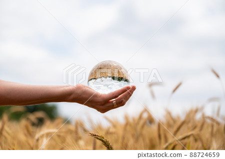 Female hand holding a crystal ball over ripening ears of wheat Female hand holding a crystal ball over ripening ears of wheat 88724659