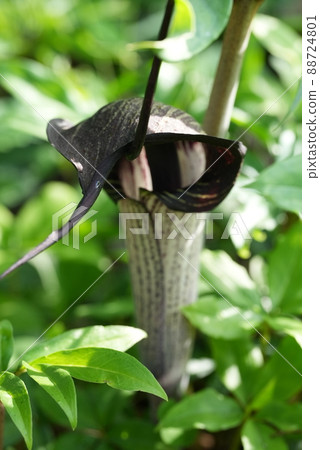 Surprising flower Urashima grass Surprising flower Urashima grass 88724801