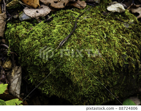 Close up of mossy rocks 88724806