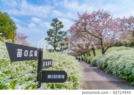 愛知縣綠化中心、盛開的櫻花和繡線菊<愛知縣豐田市> 88724940