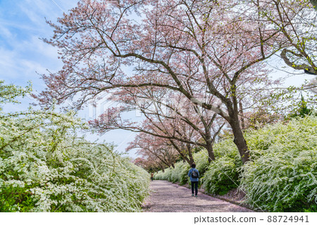 愛知縣綠化中心、盛開的櫻花和繡線菊<愛知縣豐田市> 88724941
