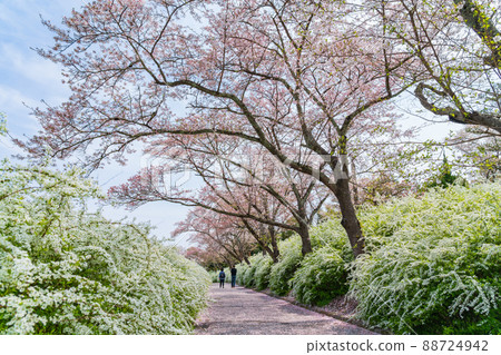 愛知縣綠化中心、盛開的櫻花和繡線菊<愛知縣豐田市> 88724942