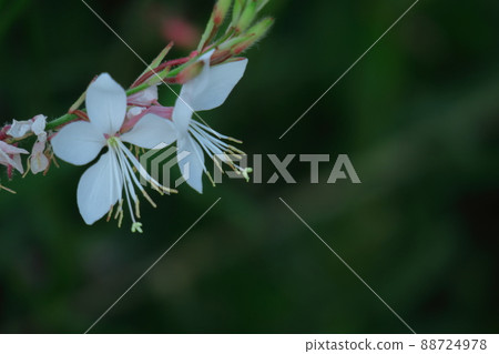 一朵像飛舞的蝴蝶的花 88724978