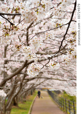 櫻花，櫻花，櫻花 88724979