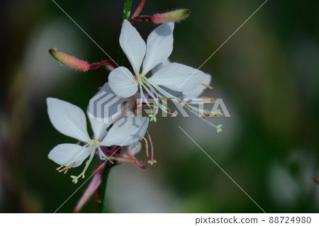 一朵像飛舞的蝴蝶的花 88724980