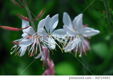 A flower that resembles a fluttering butterfly A flower that resembles a fluttering butterfly 88724991