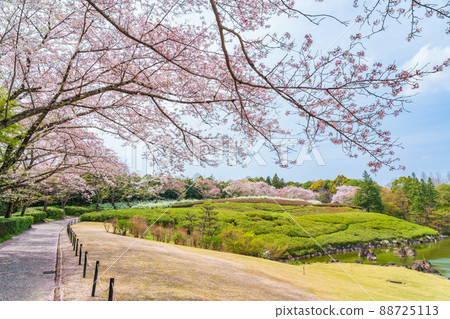 愛知縣綠化中心、盛開的櫻花和繡線菊<愛知縣豐田市> 88725113