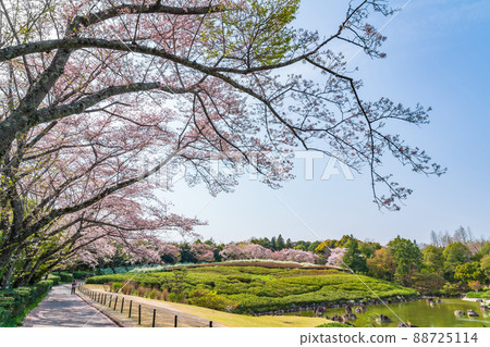 愛知縣綠化中心、盛開的櫻花和繡線菊<愛知縣豐田市> 88725114