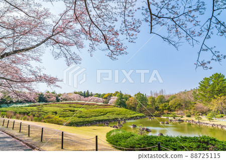愛知縣綠化中心、盛開的櫻花和繡線菊<愛知縣豐田市> 愛知縣綠化中心、盛開的櫻花和繡線菊<愛知縣豐田市> 88725115