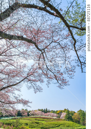 愛知縣綠化中心、盛開的櫻花和繡線菊<愛知縣豐田市> 88725116