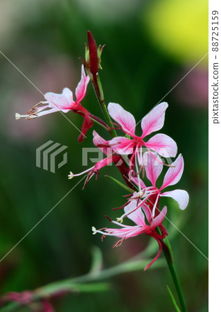 一朵像飛舞的蝴蝶的花 88725159