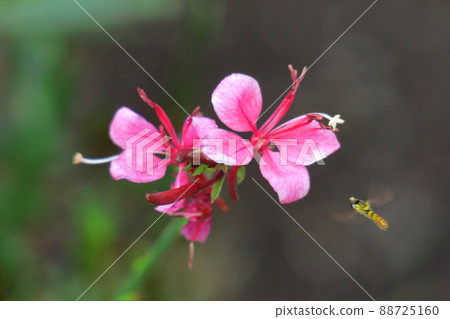 一朵像飛舞的蝴蝶的花 88725160