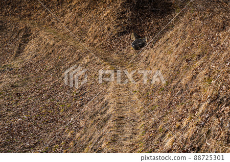 狹窄的山路龍野町 88725301