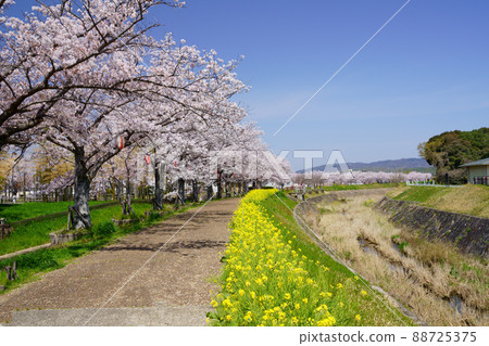 在Kizugawa市的櫻花 88725375