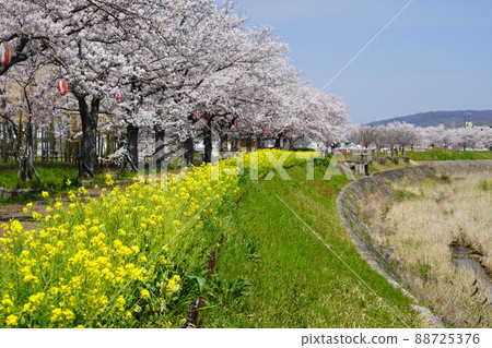 在Kizugawa市的櫻花 88725376