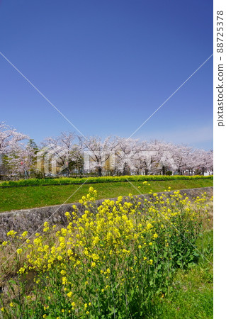 Cherry blossoms in Kizugawa city Cherry blossoms in Kizugawa city 88725378