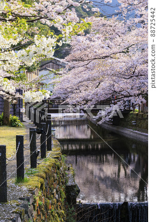 Kinosaki Onsen in full bloom 88725442