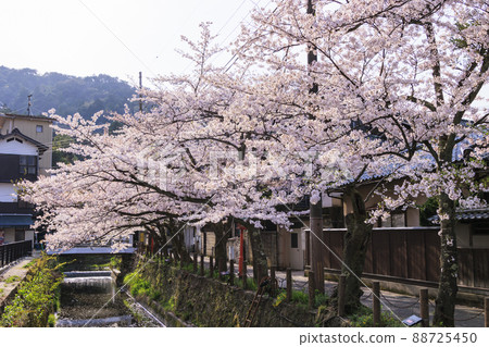 Kinosaki Onsen in full bloom 88725450