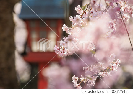 城崎溫泉盛開 城崎溫泉盛開 88725463