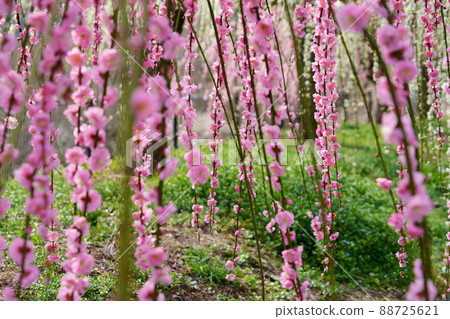 Tsukigase Plum Forest Spring Tsukigase Plum Forest Spring 88725621