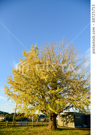 Beautifully colored butterfly tree Beautifully colored butterfly tree 88725753