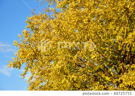 Beautifully colored butterfly tree 88725755
