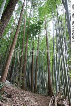 Bamboo bush on the mountain path of Shiroyama mountain climbing Bamboo bush on the mountain path of Shiroyama mountain climbing 88725802