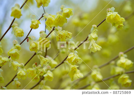 年輕的小花金縷梅花 88725869