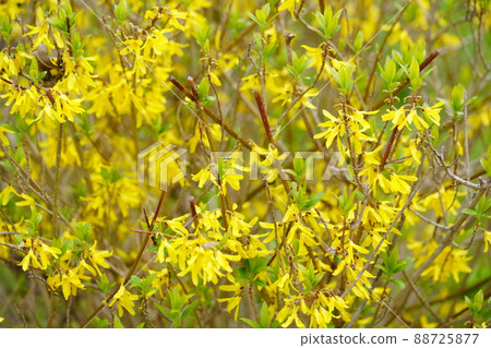 Young forsythia flowers 88725877