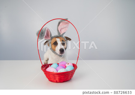 Cute jack russell terrier dog in a bunny rim next to a basket with painted easter eggs on a white background. Cute jack russell terrier dog in a bunny rim next to a basket with painted easter eggs on a white background. 88726633