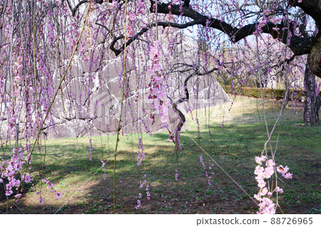 岩手公園的照片、風景、植物、鮮亮的滴梅、春風中耀眼的滴梅 岩手公園的照片、風景、植物、鮮亮的滴梅、春風中耀眼的滴梅 88726965