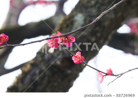 照片、植物、春天的照片 五顏六色的紅梅 小紅梅花脫穎而出 88726969