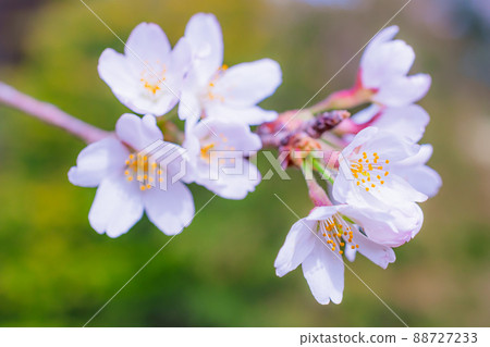 Cherry Blossoms Cherry Blossoms 88727233