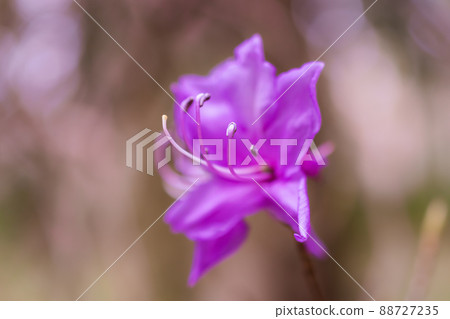 卡拉姆拉斯杜鵑花 卡拉姆拉斯杜鵑花 88727235