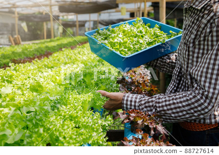 Farmer harvest organic hydroponic green oak lettuce in plant nursery farm. Farmer harvest organic hydroponic green oak lettuce in plant nursery farm. 88727614