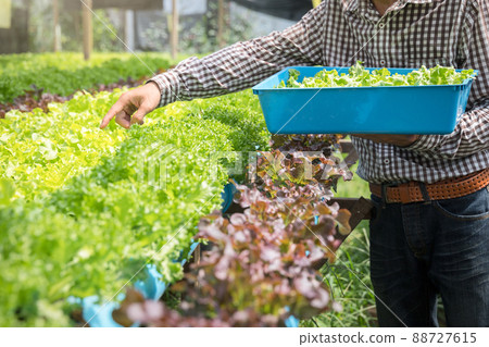 Farmer harvest organic hydroponic green oak lettuce in plant nursery farm. 88727615