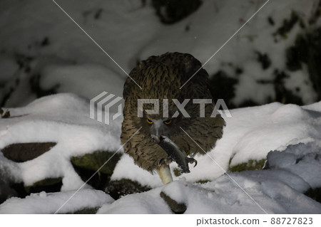 Striped owl that caught a fish Striped owl that caught a fish 88727823