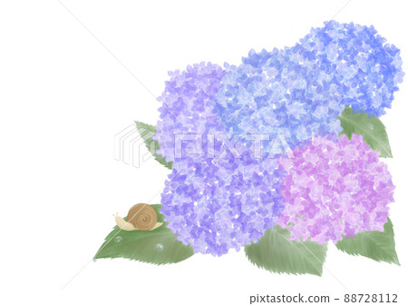 Hydrangea and a snail 88728112