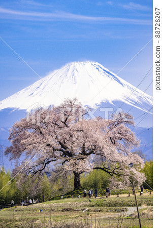 在Mizuka和富士山的櫻花 88728207