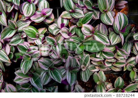 Thailand, Leaf, Nature, Plant, Backgrounds 88728244