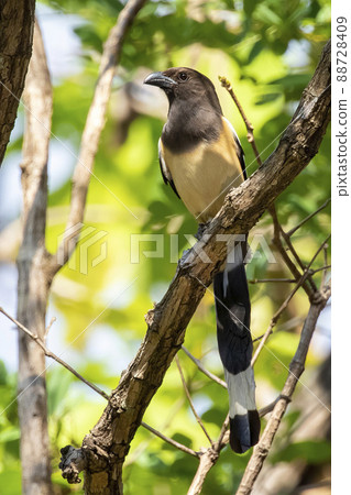 Image of Rufous Treepie ( Dendrocitta vagabunda) on the tree branch on nature background. Bird. Animals. 88728409