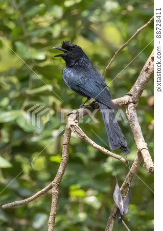 Image of Greater Racquet-tailed Drongo ( Dicrurus paradiseus) on the tree branch on nature background. Bird. Animals. Image of Greater Racquet-tailed Drongo ( Dicrurus paradiseus) on the tree branch on nature background. Bird. Animals. 88728411